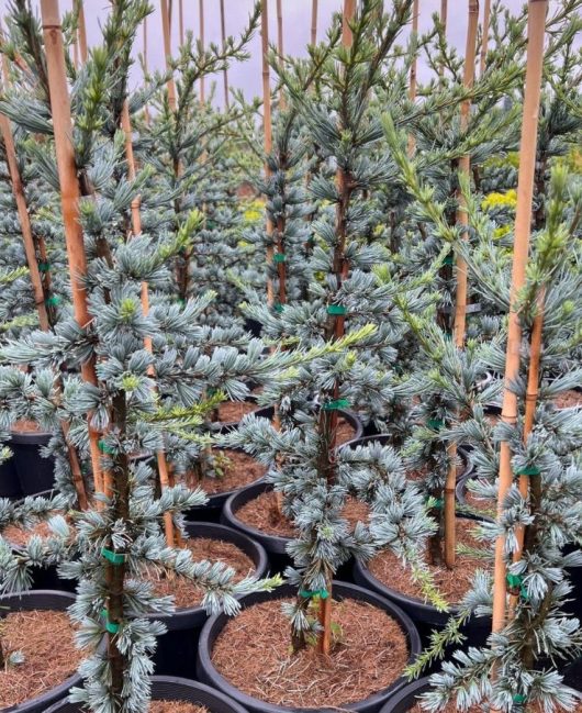 Cedrus atlantica glauca Blue Atlas Cedar pots blue spiked conifer pine foliage with trunks and stakes