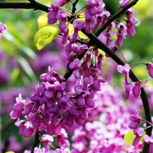 Close-up of Cercis 'Showgirl' Redbud 13" Pot blossoms with vibrant green leaves.