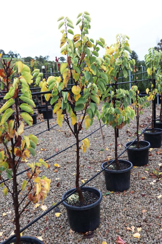 Young trees of Cercis 'Showgirl' Redbud 13" Pot grown in black pots arranged on gravel, with a focus on healthy green and yellow leaves.
