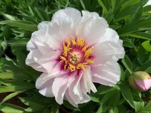 The Paeonia 'Cora Louise' Peony Rose in an 8" pot features a stunning white bloom with a pink center, vibrant yellow stamens, and is elegantly framed by lush green leaves.