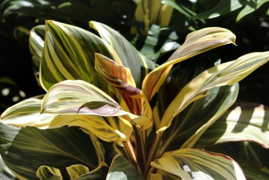 Cordyline 'Early Morning Diamond' 7" Pot with variegated leaves basking in sunlight.
