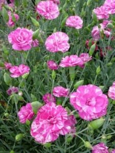 A cluster of vibrant pink Dianthus 'Regency' 6" Pot with intricate petal patterns, surrounded by lush green foliage.