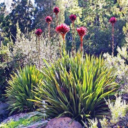 Doryanthes excelsa Gymea Lily