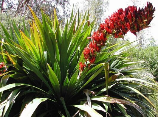 Doryanthes 'Giant Spear Lily'