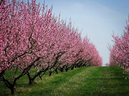 Rows of blooming Prunus 'Elberta' Peach Tree 10" Pot trees with pink flowers, lined up in a green grassy orchard under a clear blue sky.
