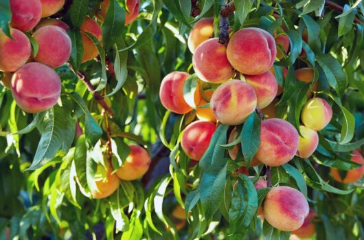 Ripe peaches hanging on a Prunus 'Elberta' Peach Tree 10" Pot in an orchard, bathed in sunlight.