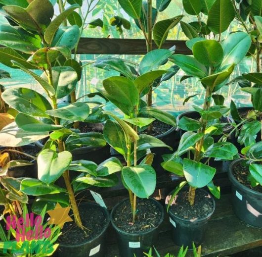 Several healthy Ficus 'Green' Rubber Fig plants in black pots sit on a wooden bench in a greenhouse, displaying lush foliage with sunlight streaming through.
