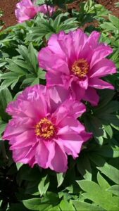 Two lush green-leaved peony roses in full bloom grace an 8" pot, showcasing the beauty of Paeonia 'First Arrival'.