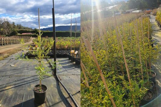 Young Fraxinus 'Evergreen Ash' trees in 8" pots arranged in rows at a nursery with a background of clear skies and distant mountains.