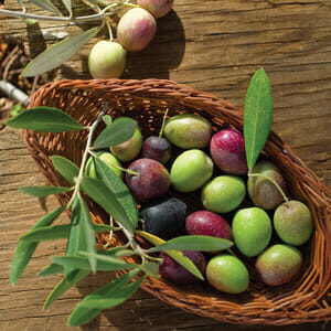 A basket of multicolored olives with attached leaves, resting on a wooden surface beside scattered olives from an Olea 'Garden Harvest' Olive Tree 8" Pot.