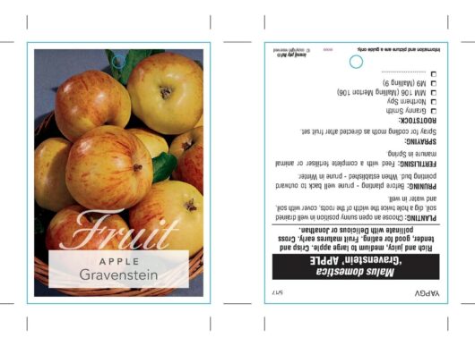 An image featuring a book open to pages showing apples with the title "fruit apple gravenstein" and text descriptions, surrounded by actual Malus 'Gravenstein' Apple Tree 8" Pot apples on a gray surface.