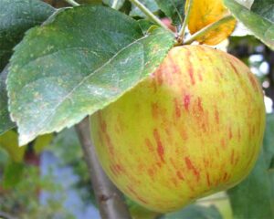 Malus 'Gravenstein' Apple Tree 8" Pot with yellow and red stripes hanging on a tree branch, surrounded by green leaves.