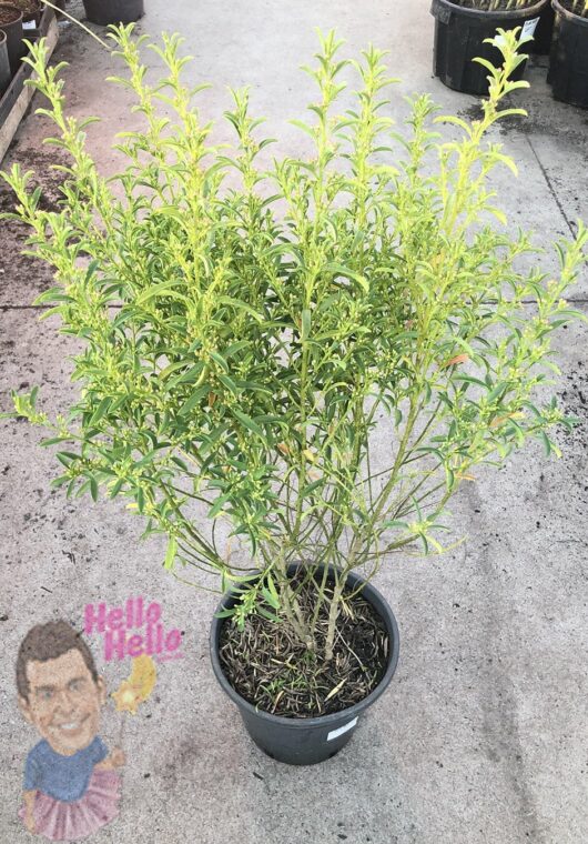 Philotheca 'Long leaf Waxflower' plant with lush green leaves in a 10" pot, placed on a concrete surface. Decorative stickers featuring a man and text "hello hello" are visible on the ground.