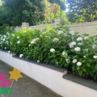Hydrangea macrophylla 'White'