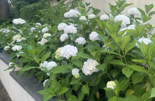 Hydrangea macrophylla 'White'
