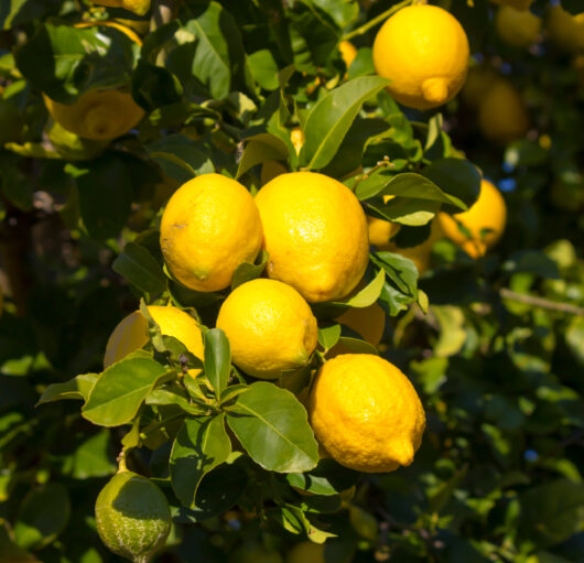 Citrus 'Eureka' Lemon Tree 2L/6" Pot Growers Flash Sale!