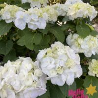 Hydrangea macrophylla 'White'