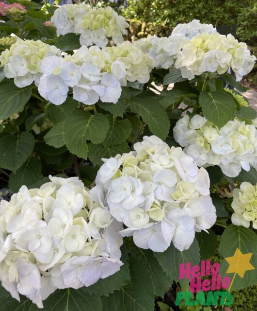 Hydrangea macrophylla 'White'