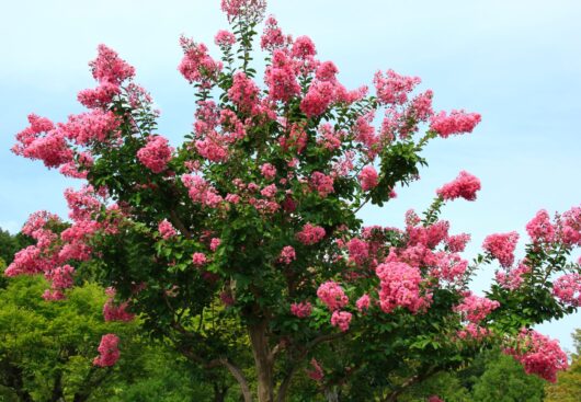 Lagerstroemia 'Hopi' Crepe Myrtle