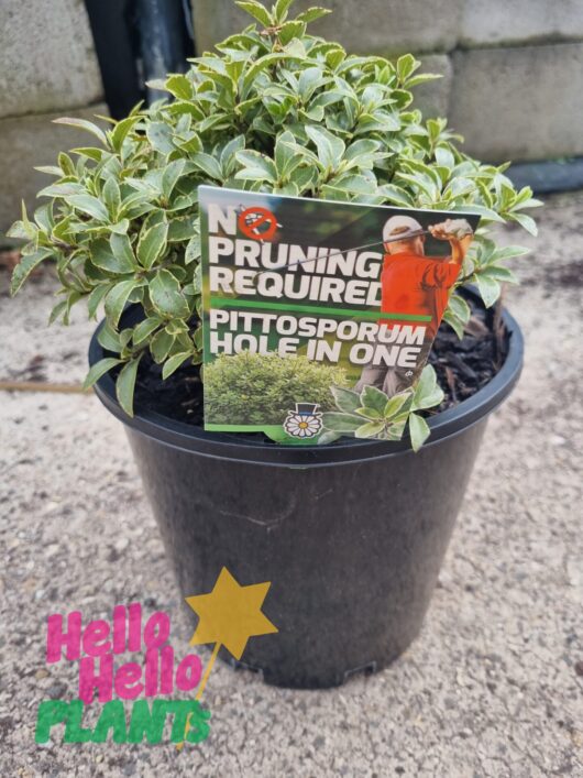 Pittosporum 'Hole in One' PBR