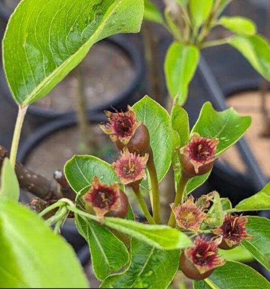 Pyrus communis Sensation Fruiting Pear