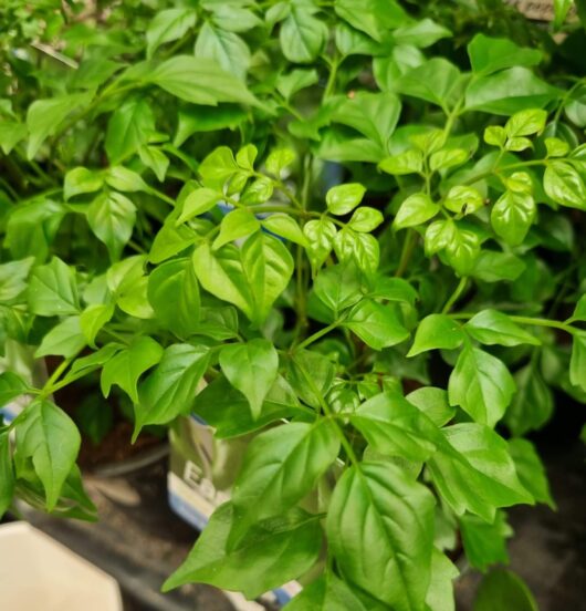 Radermachera 'China Doll'