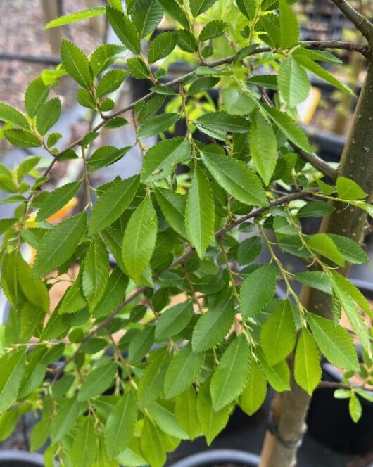 Ulmus 'Murray's Form' Chinese Elm
