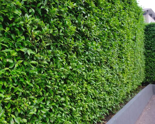 Ficus hillii 'Emerald'
