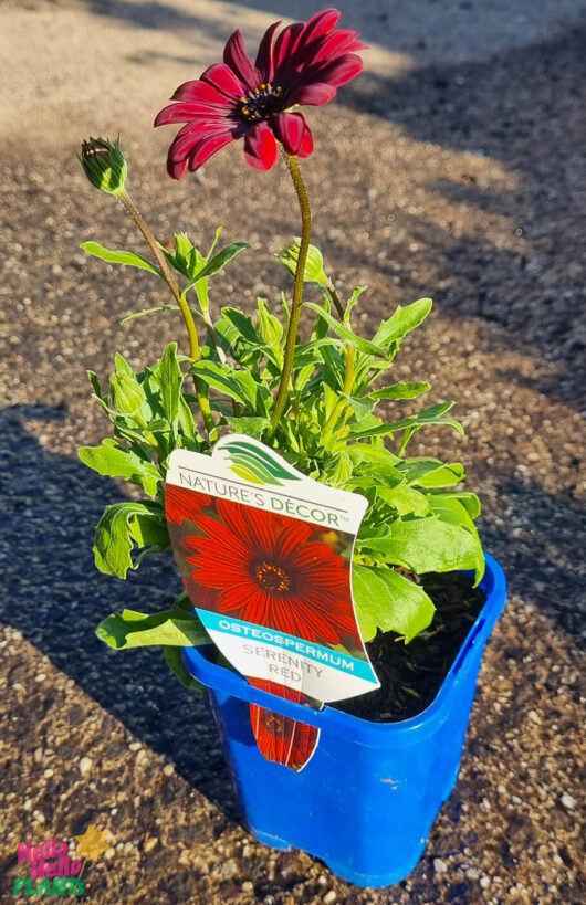 Osteospermum 'Serenity™ Red' African Daisy 4" Pot