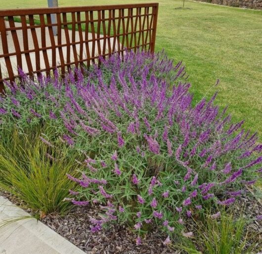Salvia 'Mexican Bush Sage' 6" Pot