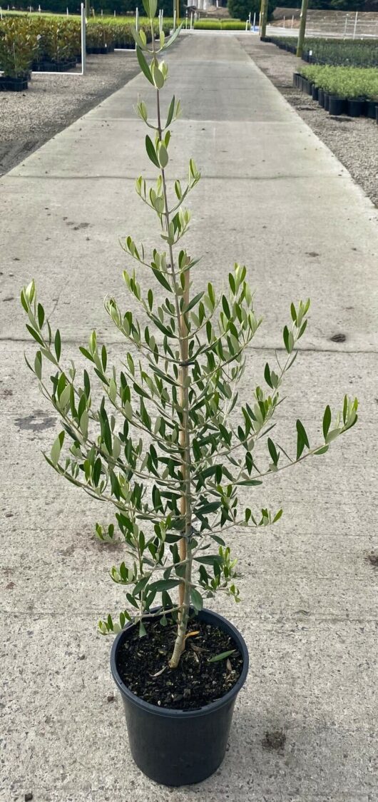 Olea 'Bambalina' Olive 8" Pot