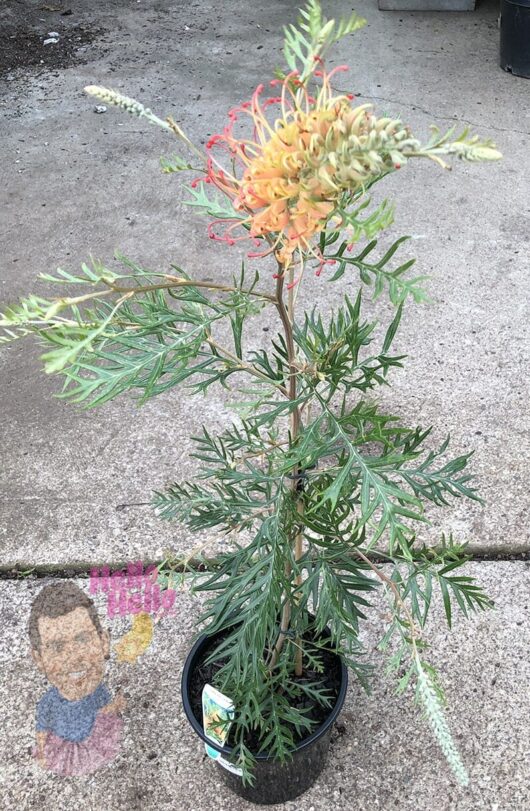 Hello hello plants Grevillea bipinnetifida x cidanksii Ned Kelly Plant