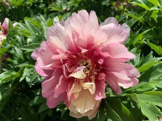 Close-up of a Paeonia 'Hillary' Peony Rose 8" Pot, showcasing pink and white petals in full bloom, surrounded by lush green leaves.