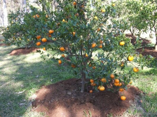 A Citrus Mandarin 'Murcott' Tree 10" Pot laden with ripe oranges, standing in a well-mulched patch of soil, surrounded by grass in a sunny garden.