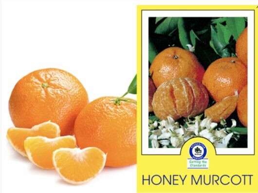Two images of Citrus mandarin 'Murcott' Tree 10" Pot oranges, one showing whole and peeled segments, and the other featuring the oranges on a Murcott tree, partially peeled, with a quality seal visible.