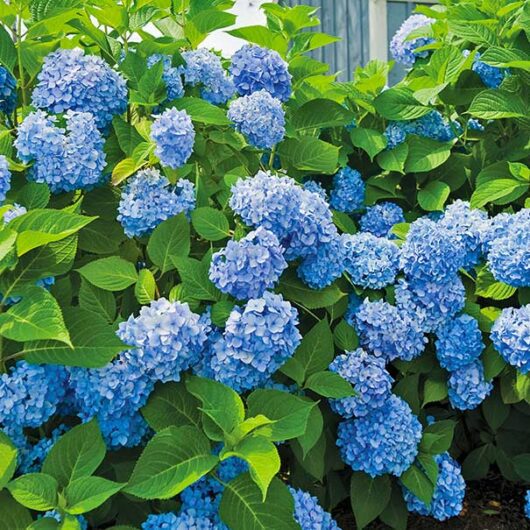 A cluster of Hydrangea macrophylla 'Blue' 8" Pot flowers in full bloom, surrounded by lush green leaves.