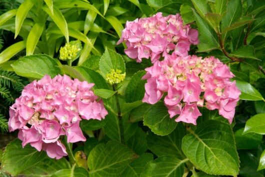 Hydrangea macrophylla 'Pink' 8" Pot blooms surrounded by lush green foliage.