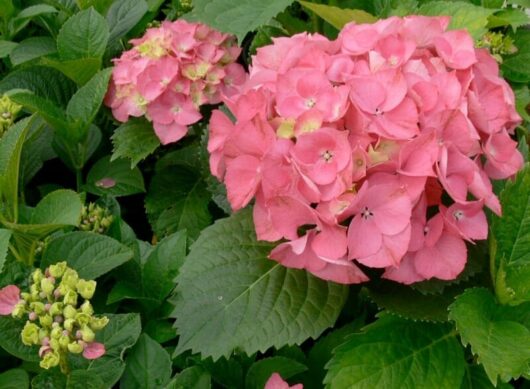 Hydrangea macrophylla 'Pink' 8" Pot flowers in full bloom with surrounding green leaves and unopened buds.