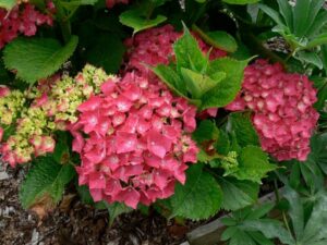 Hydrangea macrophylla 'Red' 8" Pot shrubs with clusters of pink blossoms and green leaves in a garden mulched with wood chips.