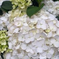 Hydrangea macrophylla 'White' with green leaves in a garden.