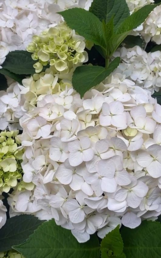 Hydrangea macrophylla 'White' with green leaves in a garden.