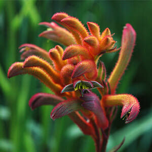 Vibrant red and orange Anigozanthos 'Bush Blitz™' Kangaroo Paw 6" Pot with fuzzy, curved flowers and a green blurred background.