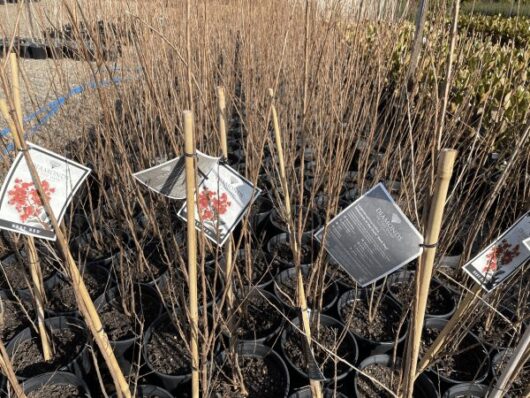 Lagerstroemia 'Diamonds in the Dark®' (Best Red) Crepe Myrtle 8" Pot
