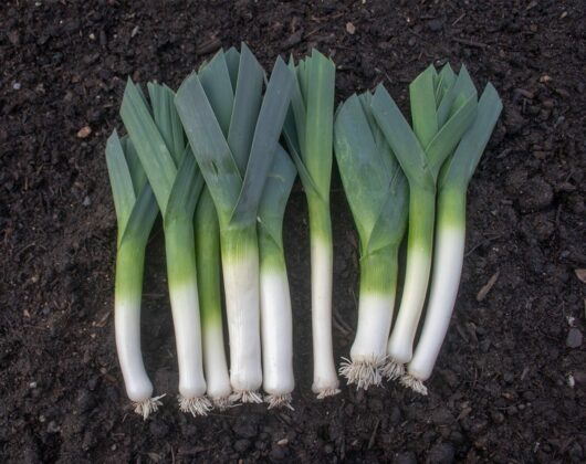 Freshly harvested Leek 3" Pots arranged side by side on dark soil.