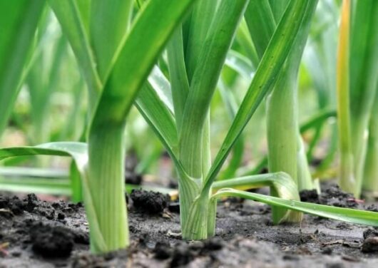 Close-up of green Leek 3" Pot plants growing in rich soil, focusing on the stems and leaves with a shallow depth of field.