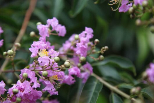 Close-up of pink Lagerstroemia 'Lipan' Crepe Myrtle flowers and buds with green foliage in the background.