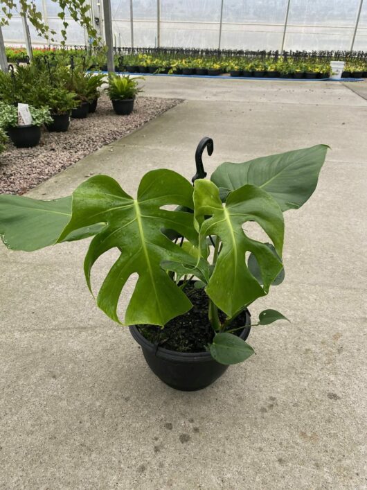 Monstera 'Fruit Salad Plant' 10" Pot (Hanging Basket)
