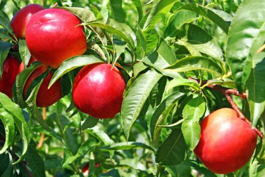 Prunus 'Early Rivers' Nectarines hanging on a branch with green leaves in bright sunlight.