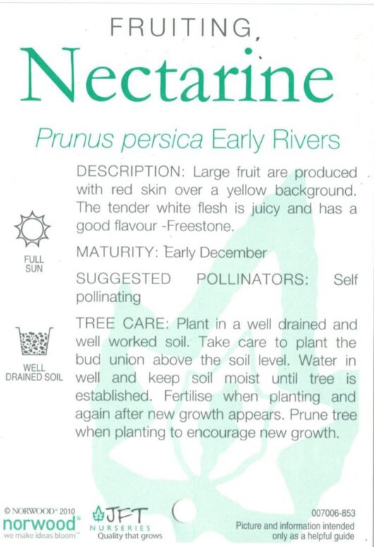 Brochure from Norwood Nurseries detailing the planting and care for a Prunus 'Early Rivers' Nectarine 10" Pot with reference number 007006-853, highlighting full sun and well.