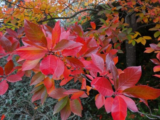 Bright red and orange leaves on a Nyssa 'Tupelo' Tree 8" Pot, captured in vibrant autumn colors with a blurred background of greenery.